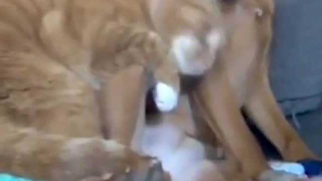 Parents Set Up Hidden Camera And Catch Cat Cuddling Their Anxious Dog | The Dodo