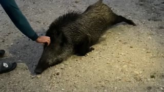 Petting a Wild Boar