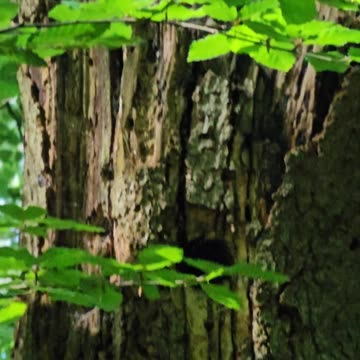 The famous deerpecker (intro only) #mockumentary #nature #wildlife