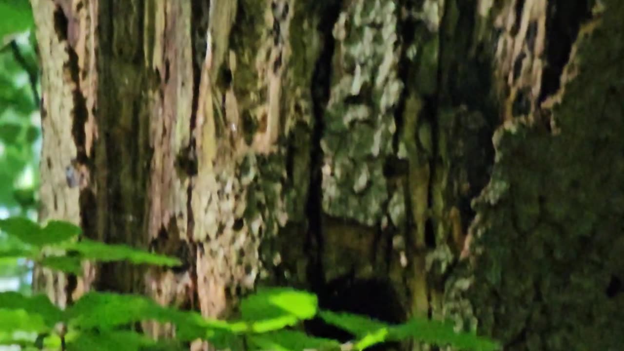 The famous deerpecker (intro only) #mockumentary #nature #wildlife