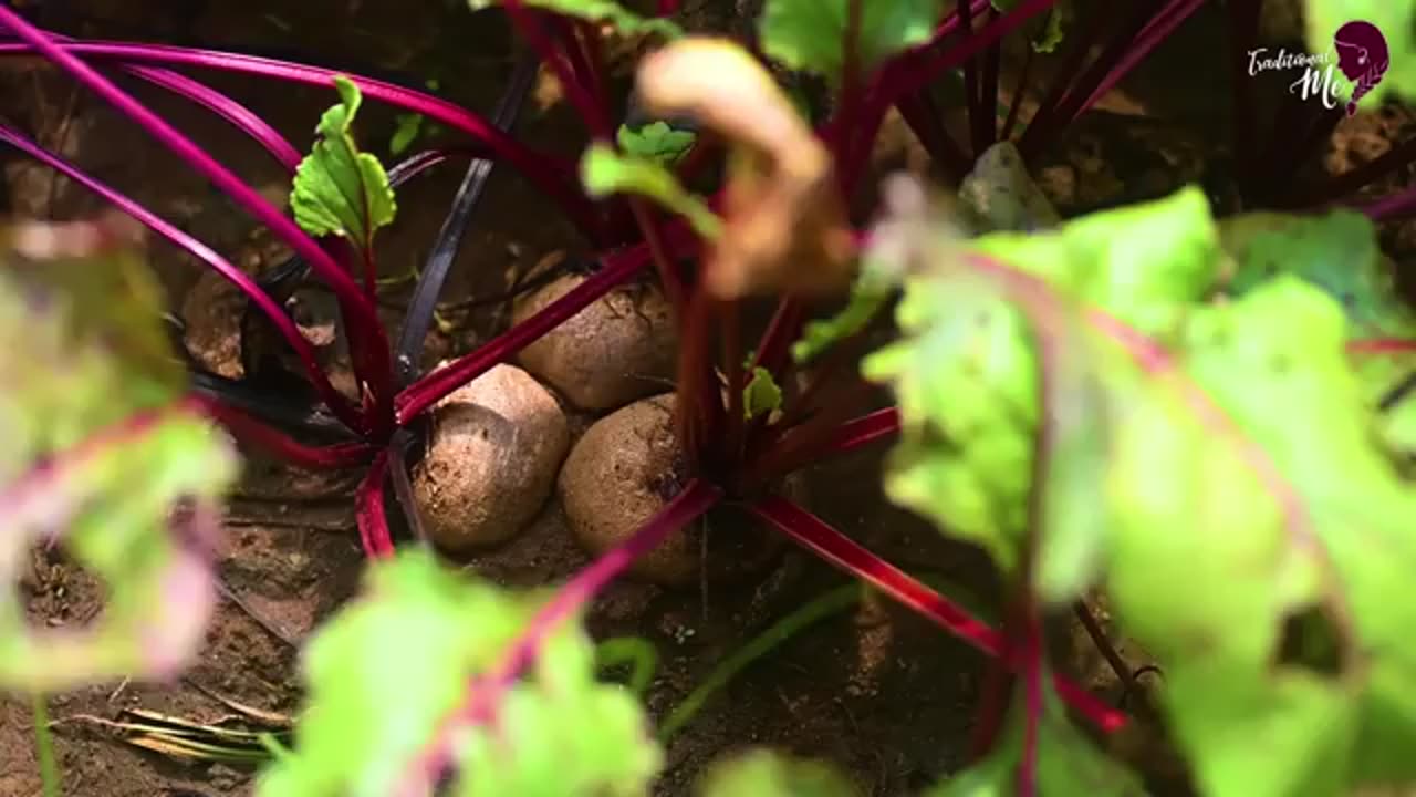 Beetroots were sweet enough for my Red velvet pudding & savoury enough for my curry | Traditional