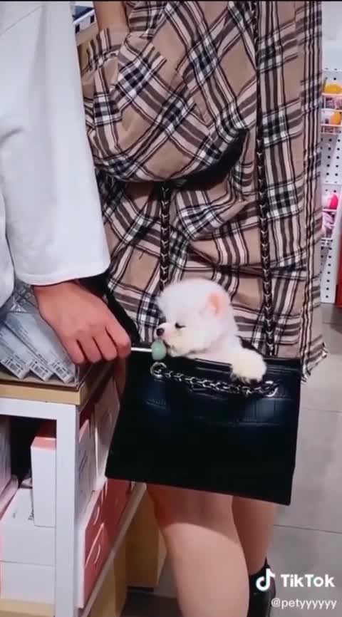 Puppy eating lollipop