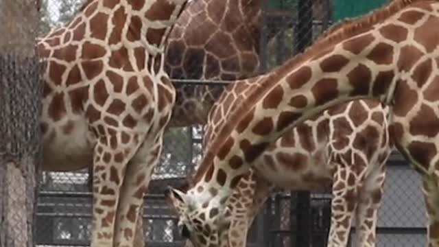 Taronga Western Plains Zoo has a new baby giraffe, and watching him lean to walk will make your day