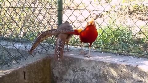 Beautiful Golden Pheasants and Wading Birds