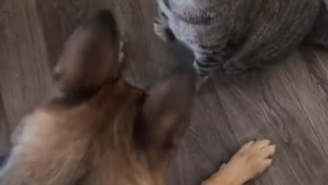 Dog and cat funny video