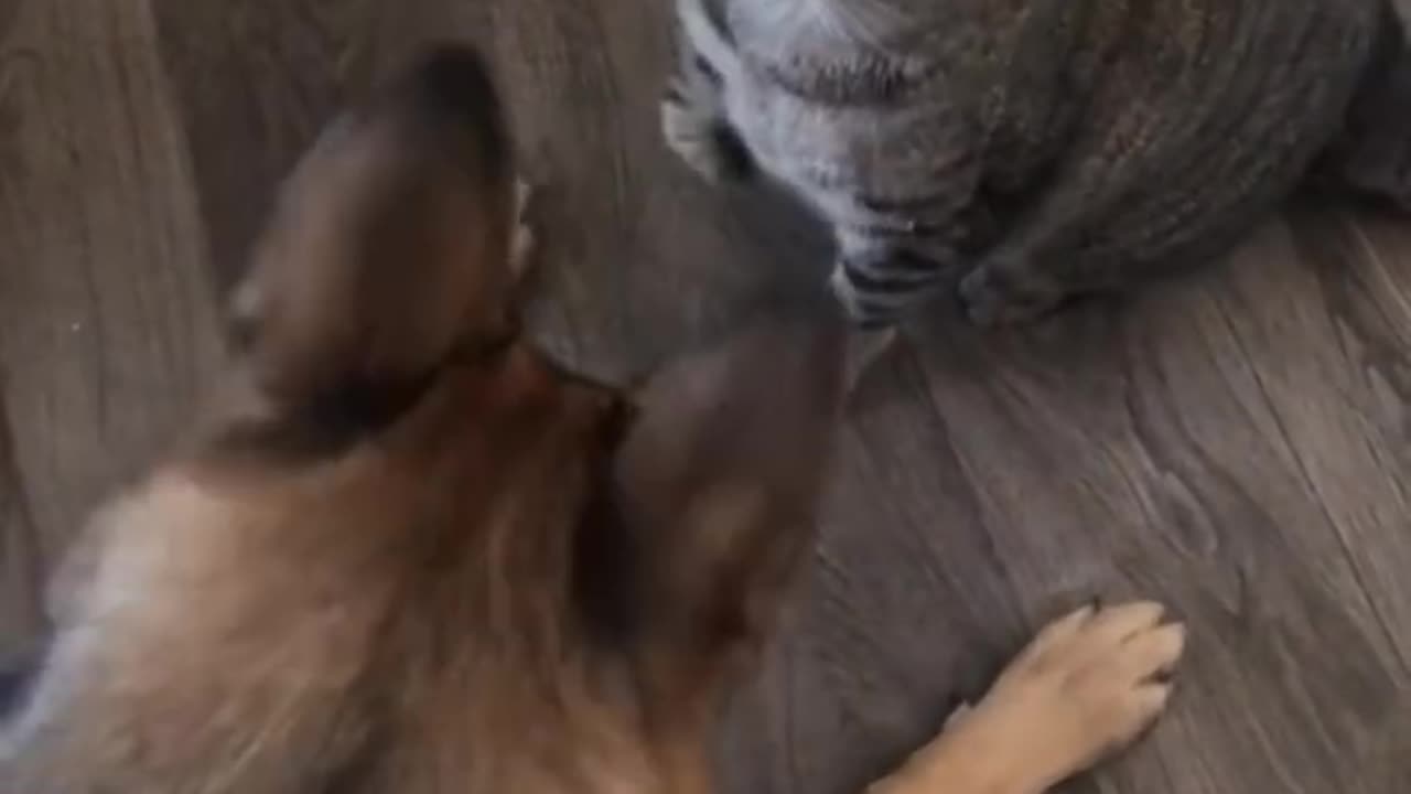 Dog and cat funny video