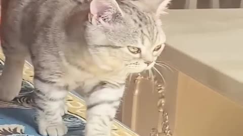 Funniest Videos 2023 😂 Funny Cats 🐱 and Dogs 🐶 Part 60