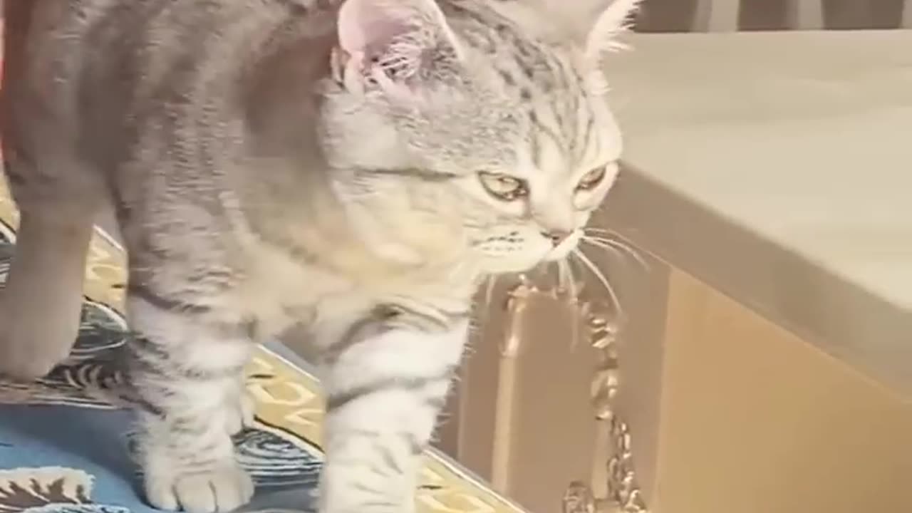 Funniest Videos 2023 😂 Funny Cats 🐱 and Dogs 🐶 Part 60