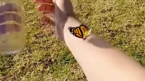 Rescue the trapped butterfly ❤️