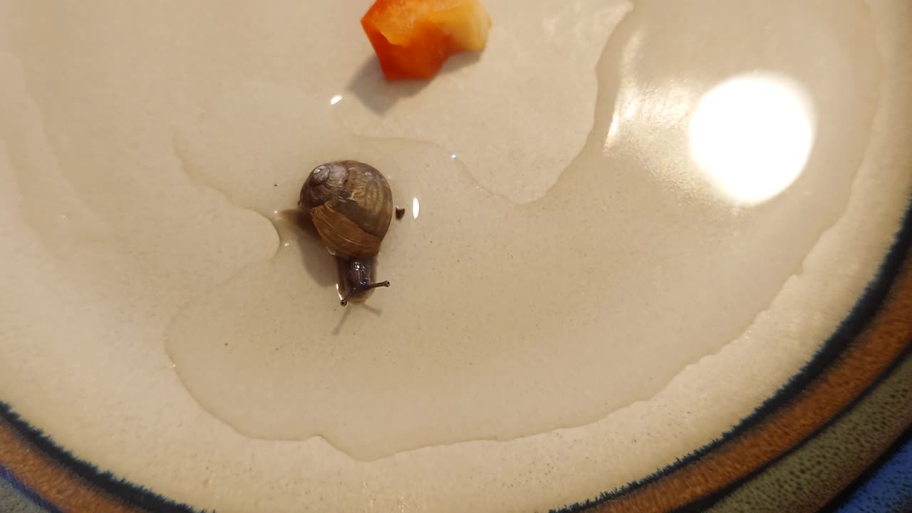 Awakened snail