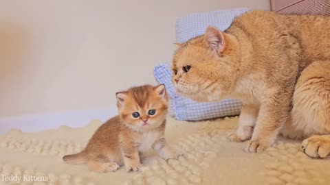 Biscuit couldn_t contain his emotions at his first meeting with dad William