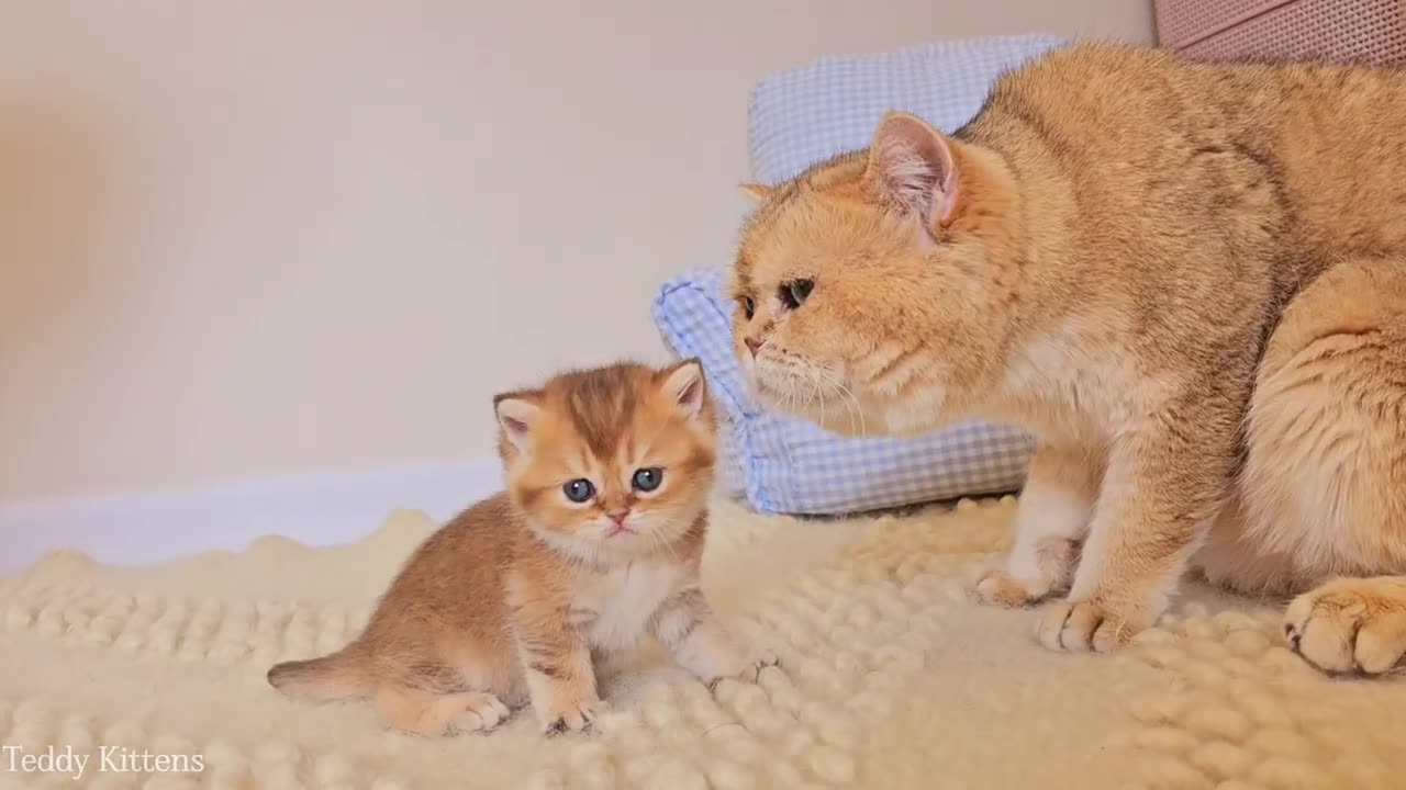 Biscuit couldn_t contain his emotions at his first meeting with dad William