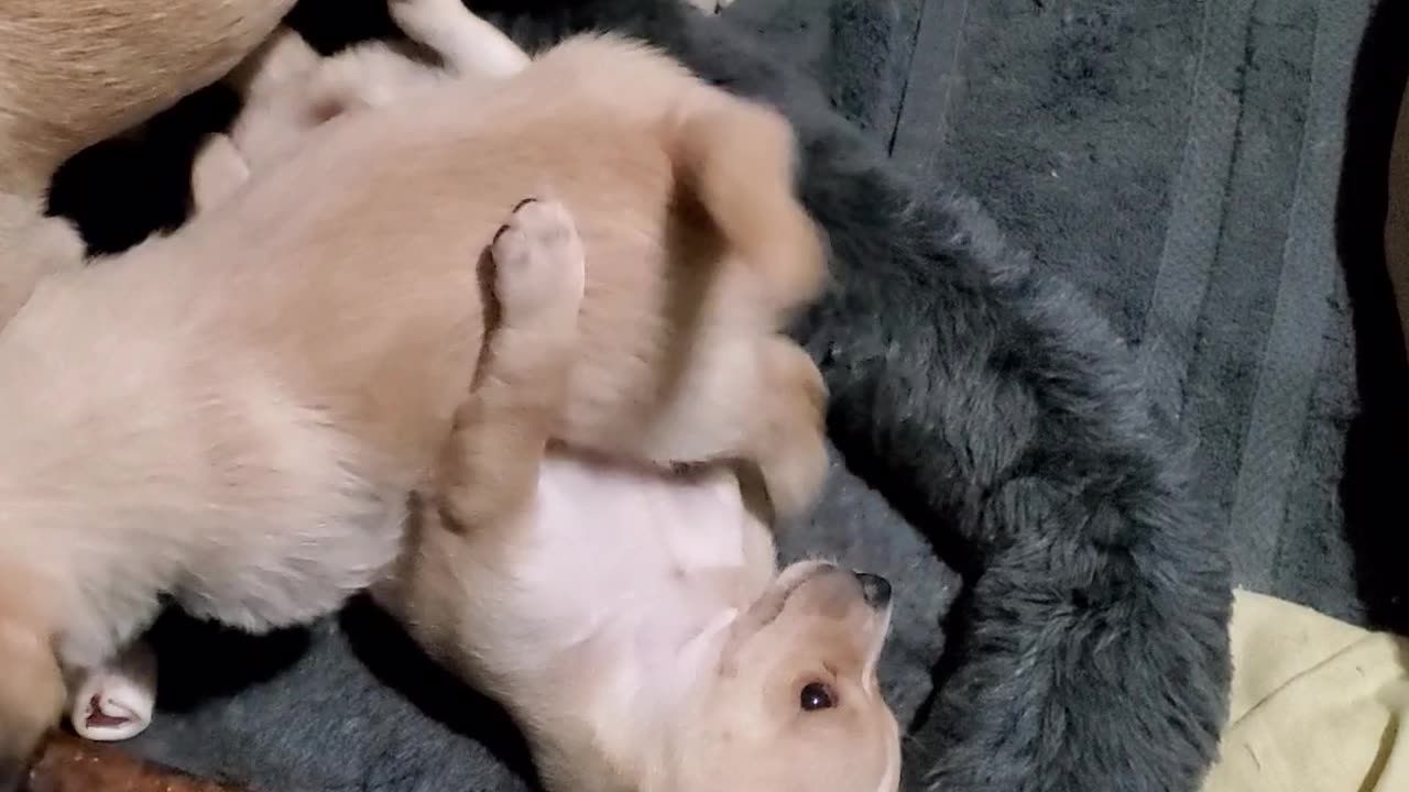 Tinkerbell and her babies