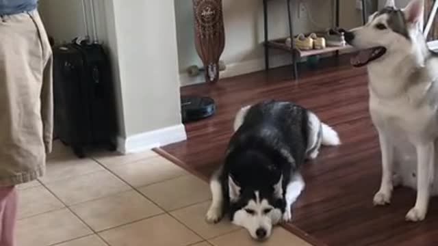 Husky Realizes How Annoying Howling Is!