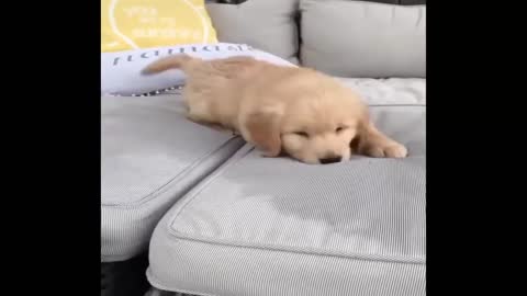 New Funny Puppy video # 2 - 2022