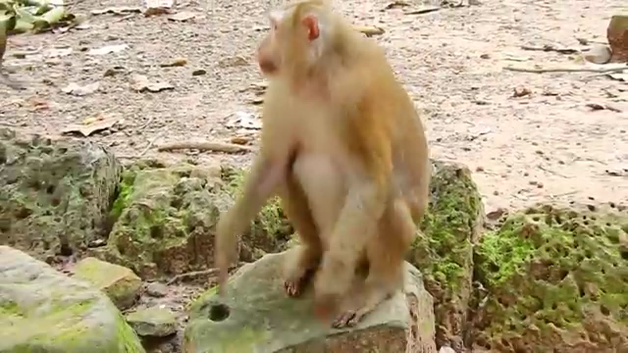 Funny Monkey Videos 🤣 Monkey will make you laugh 🤣