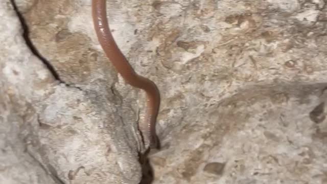 A little Texas Blind snake or baby snake?