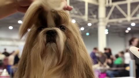 Woman makes a stylish haircut for Shih Tzu - chinese breed of dog