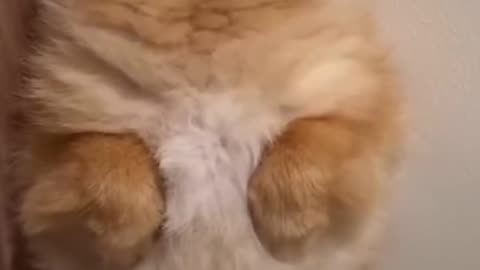 Best dogs comedy 😁