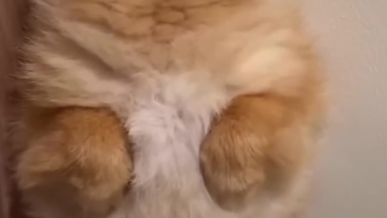 Best dogs comedy 😁