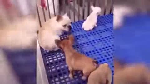 Funniest Animals Super Dog Video Funny Animals Video