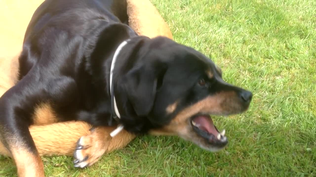 ANGRY ROTTWEILER