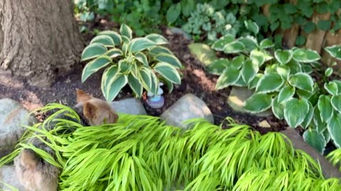 Terrier duo enjoys Hakone grass treats in the backyard