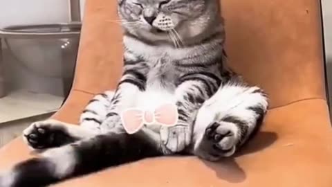 Funny cats..🐈🐈