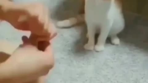 Magic. Funny reaction of cat