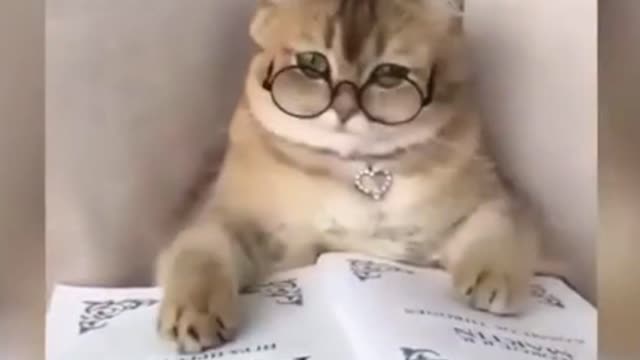 cute and funny cat read book