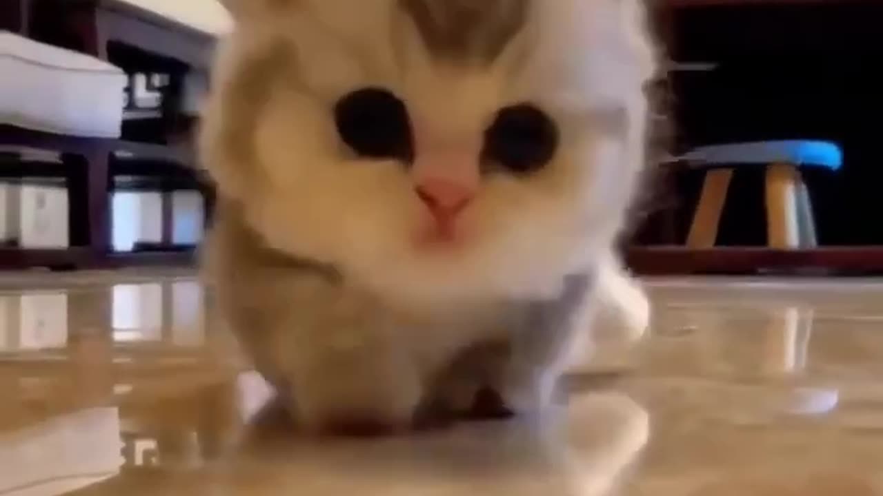 CUTE Kitty cat