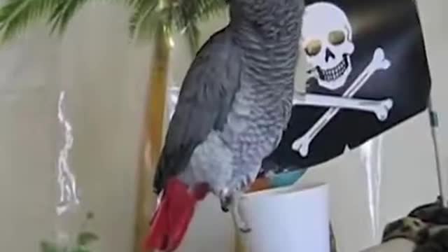 BIRD BRAIN - Funny Birds Smarter Than You Compilation