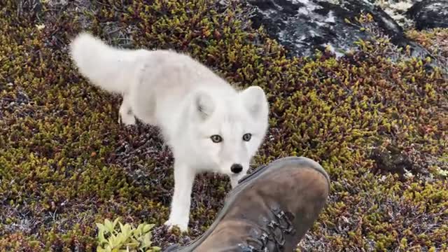 Encounter a young wild white Arctic Fox in Greenland