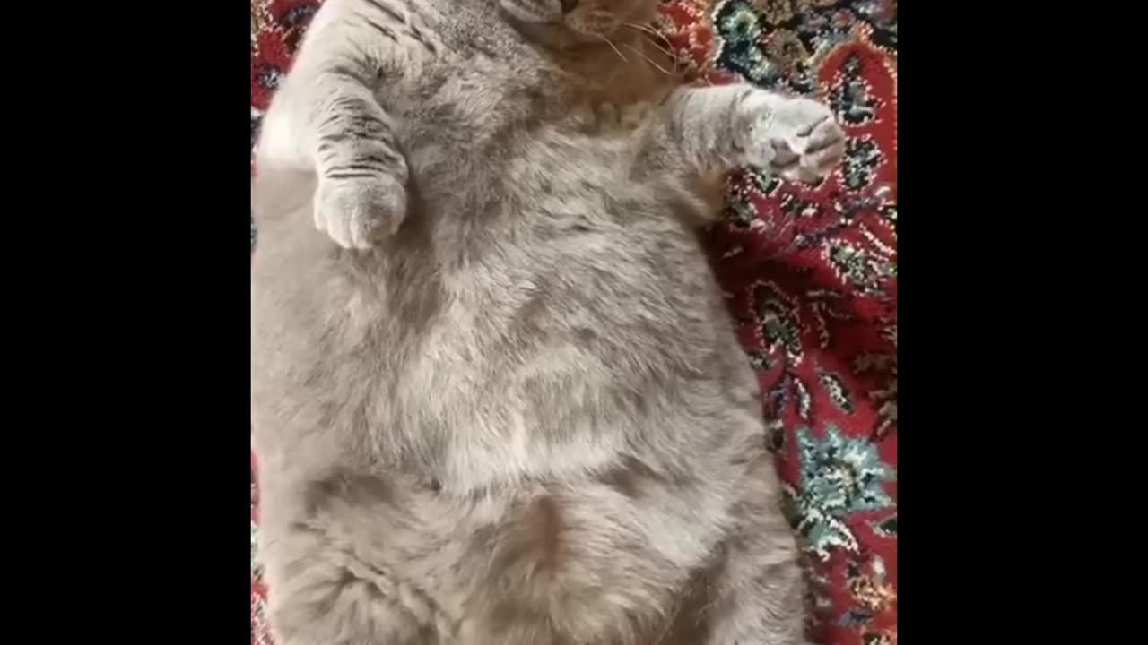 Funniest Cats 😹 - Don't try to hold back Laughter 😂 - Funny Cats Life