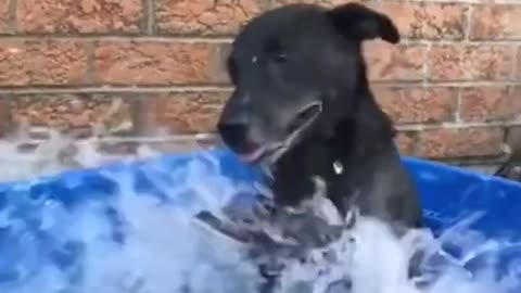 Funny pets 😅| pets playing #viral #funny