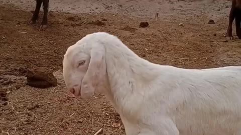 The leg of the goat was broken.