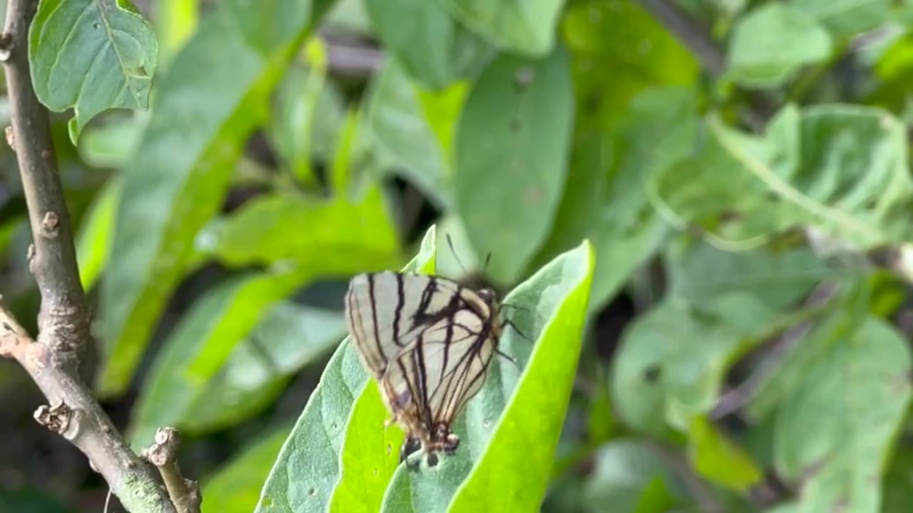 Borboleta de duas cabeças