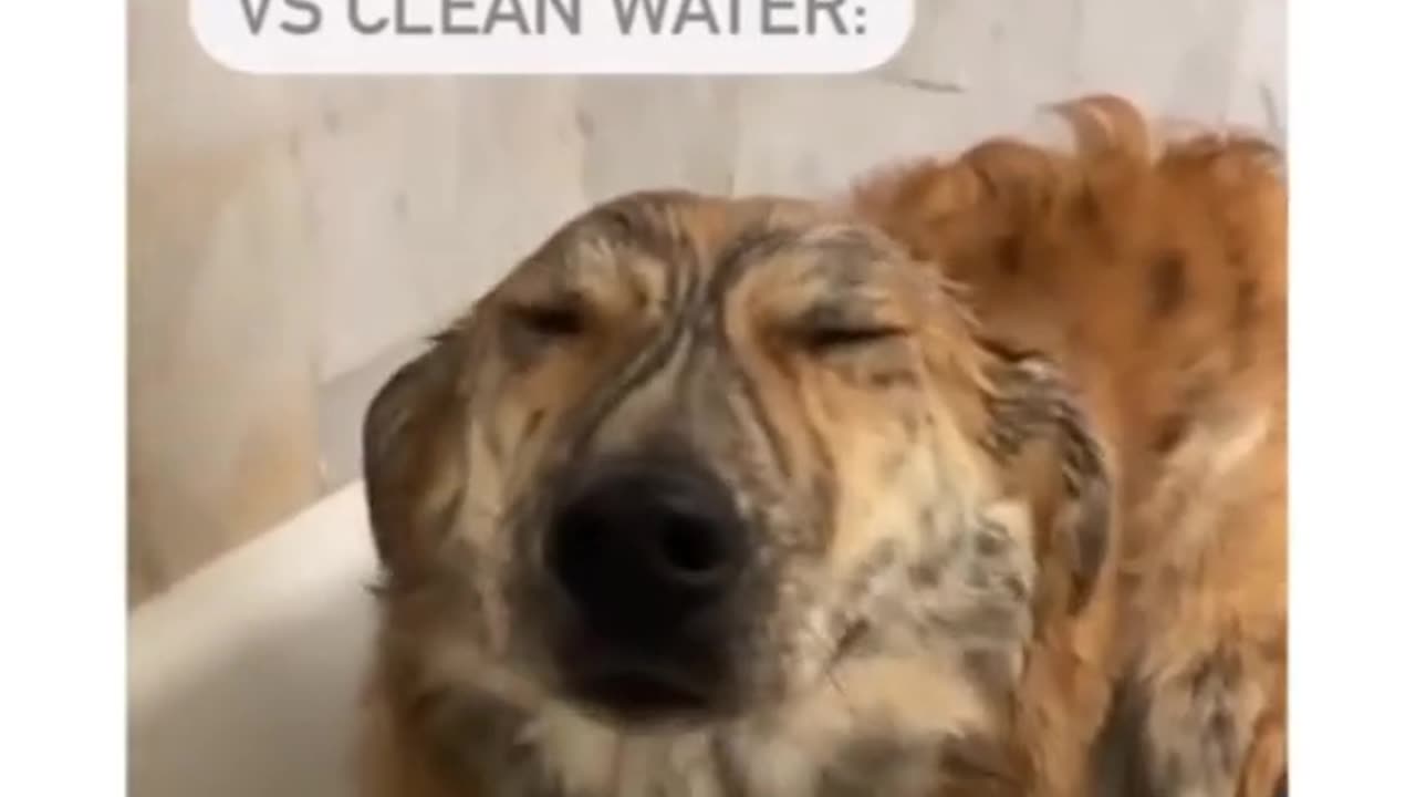 Funny dog