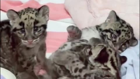 Leopard cubs really look like cats