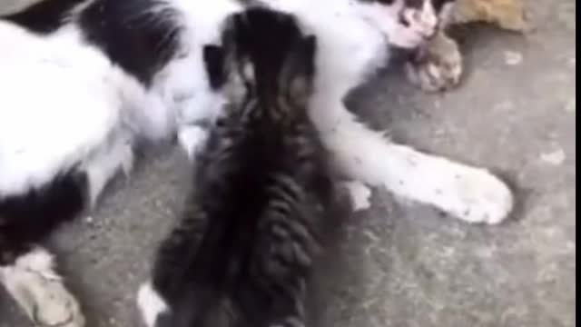 Save animals life great example humanity