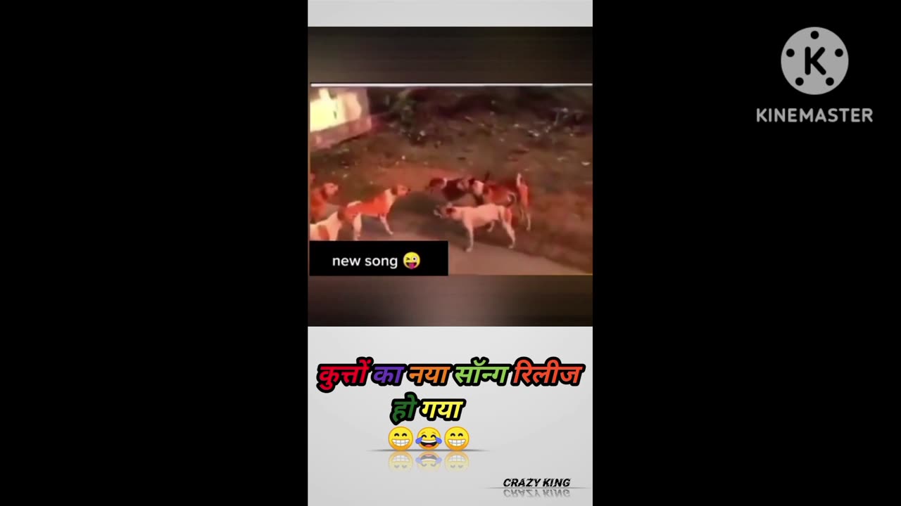 New song of dog very funny😝😝😝