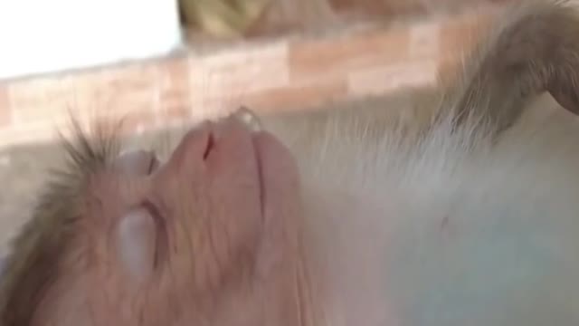 Dropping lemon juice on the Monkey's Mouth