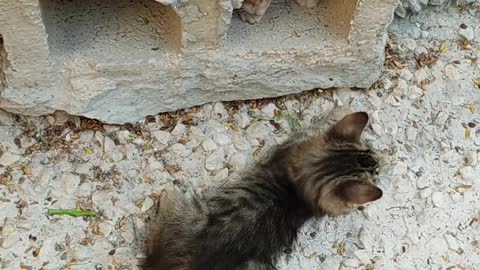 Two cats playing near a hollow block