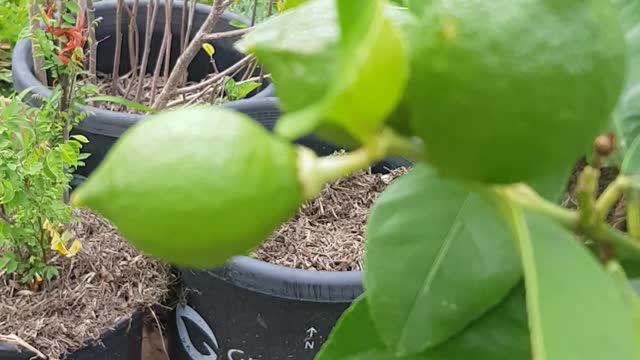 baby lemons