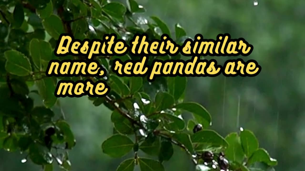 Animal Facts Red Pandas #shorts