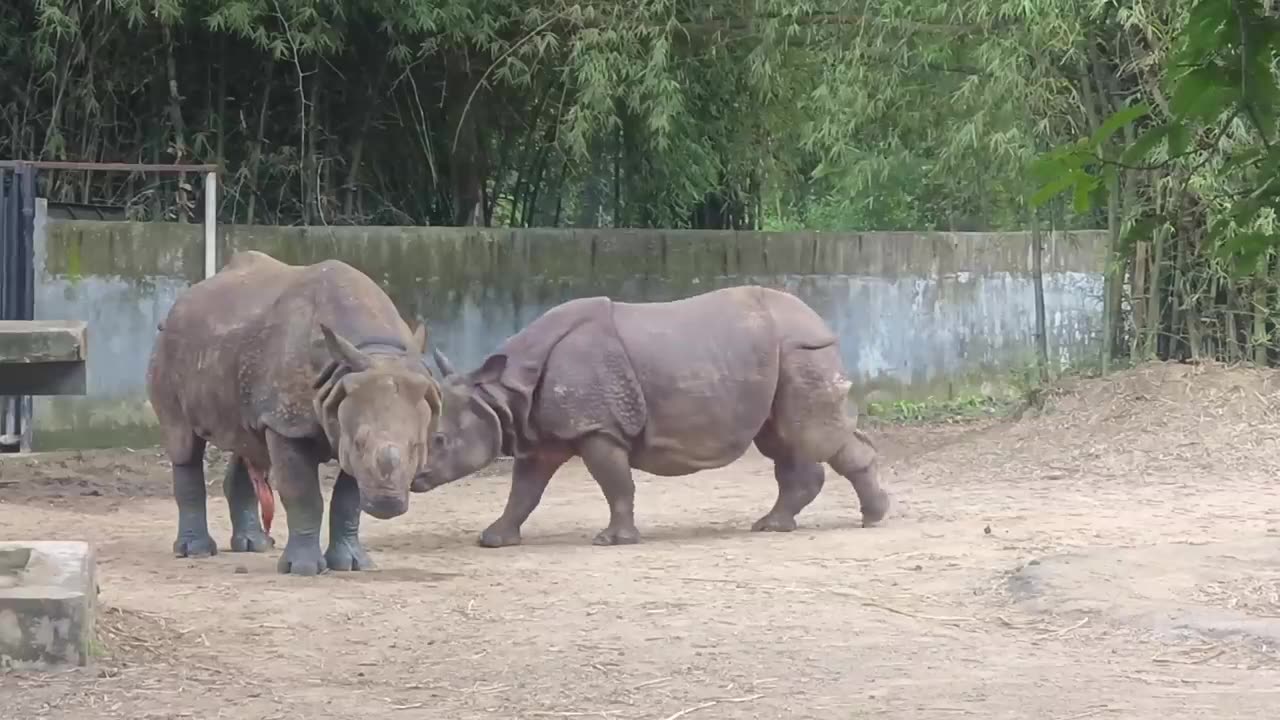 Rhinos Two Rhinos Meeting - Enjoying Rhinoceros in the Forest Wild Life