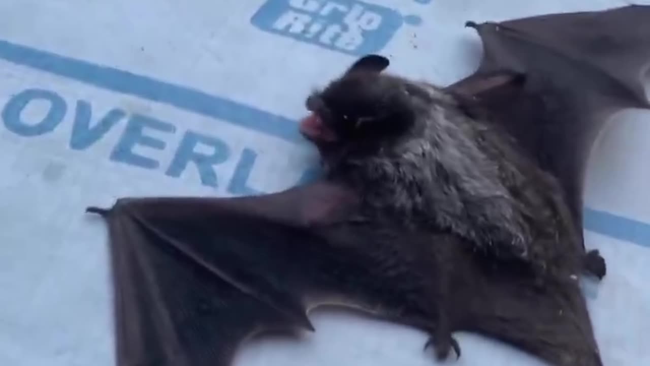 Basically a super power. Bat uses ultrasonic sound waves to shake camera. 🤯