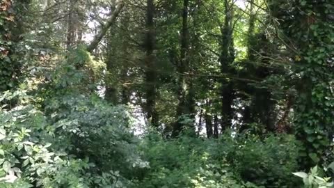 Strange noise in the forest