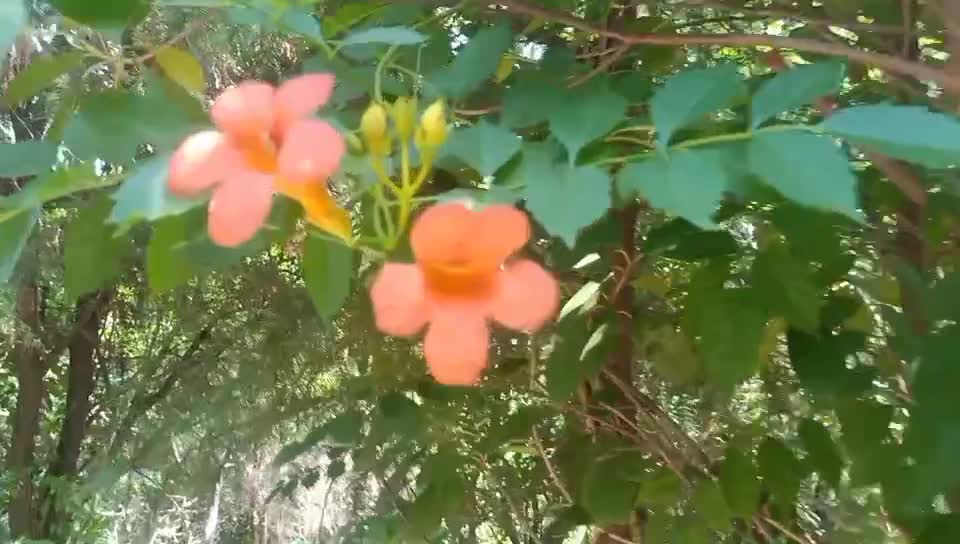 little flowers on the tree
