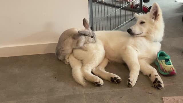 Bunny Tries to Show Pup Who's Boss